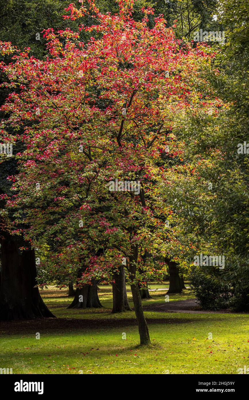 Red maple, Acer rubrum, tree in September, Wakefield, Yorkshire, England, UK Stock Photo