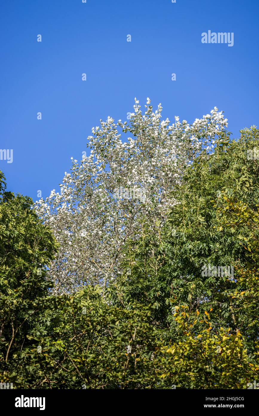 White poplar, Populus alba tree, Wakefield, Yorkshire, England, UK