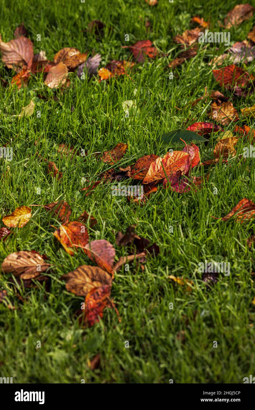 Japanese cherry, Prunus serrulata leaves on the grass in autumn, Wakefield, Yorkshire, England, UK Stock Photo