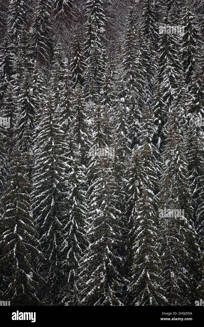 Pine trees covered with snow on the mountain slopes. Conifers in winter ...