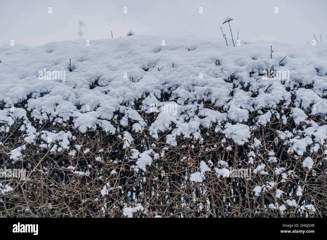 Close up of hedge covered with snow Stock Photo