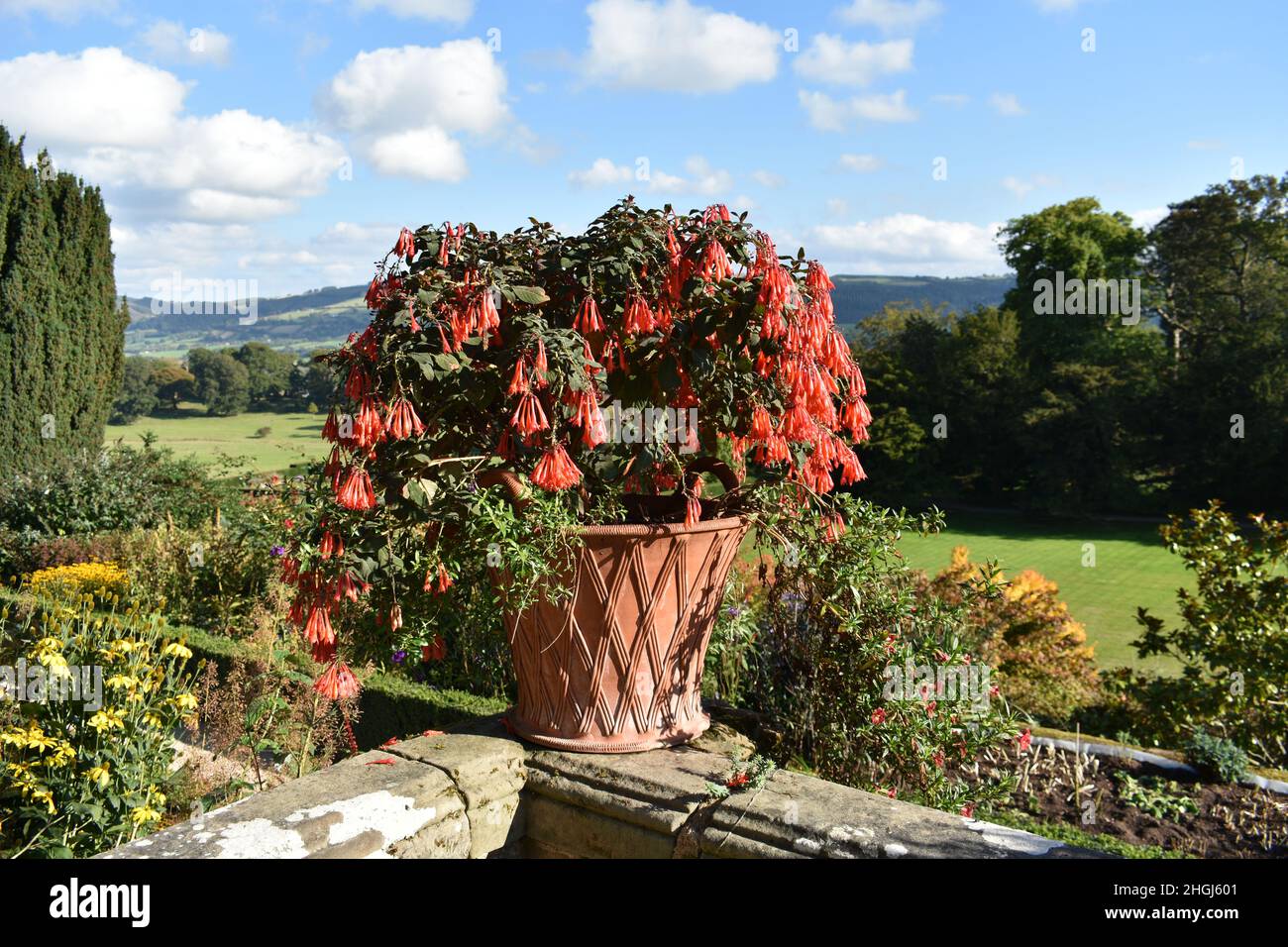 close up of stunning red flower plant in a terracotta pot on a stone ...