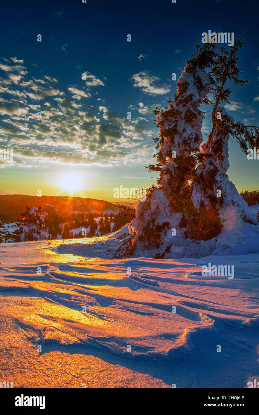 Sonnenuntergang vor verschneiten Fichten, Winter, Feldberg, Schwarzwald, Baden-Württemberg, Deutschland Stock Photo