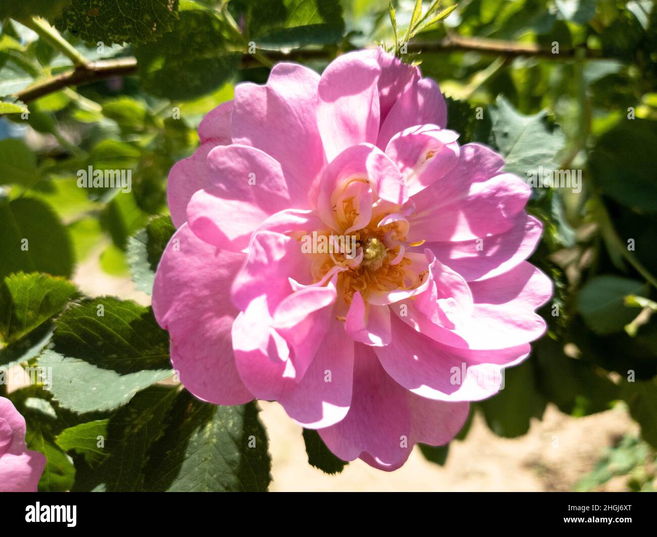 Rose Bush Roses on a bush in the garden. Stock Photo