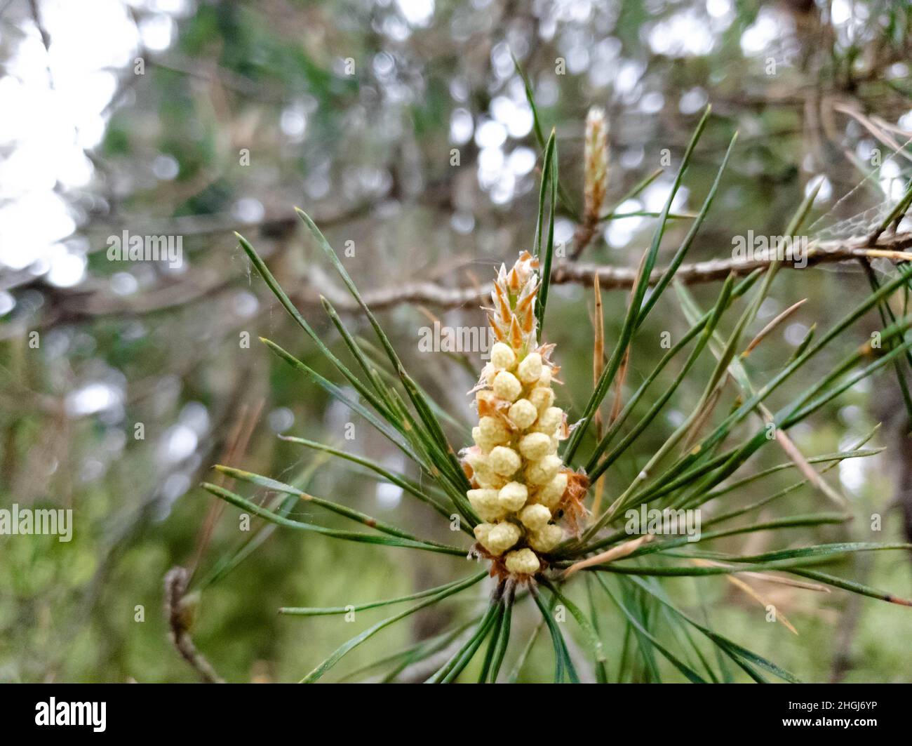 Young pine tree handle hi-res stock photography and images - Alamy