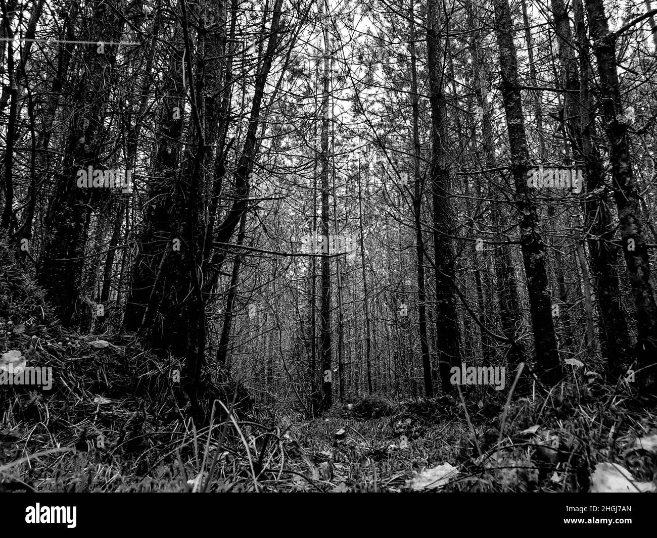 Trees in the forest. Deep forest. Dense forest Stock Photo Alamy