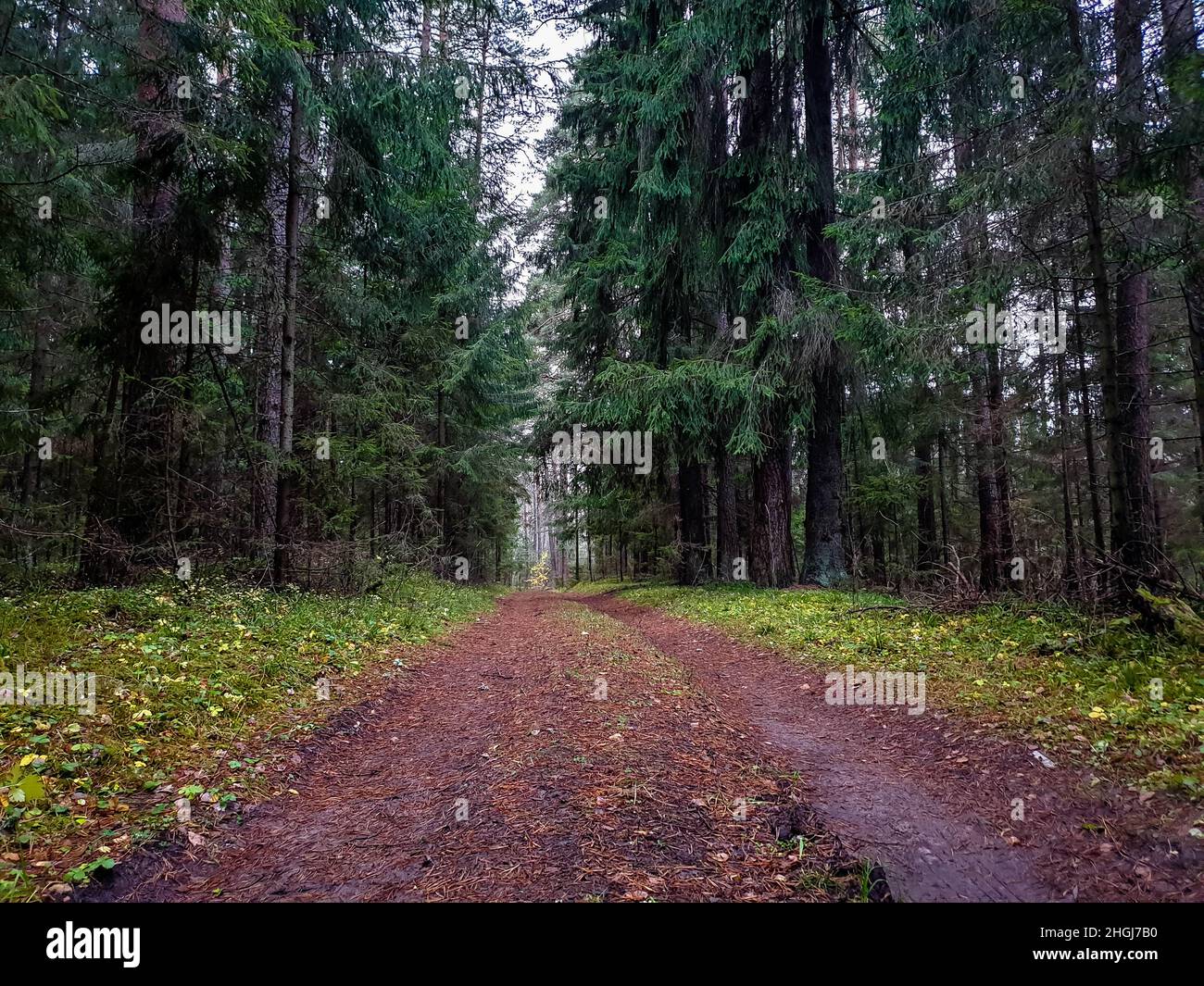 The road the forest. Paths in the deep forest. Stock Photo
