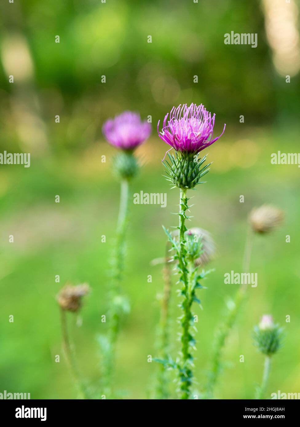 Asteraceae Cirsium arvense or Canada thistle, closeup of young blossom with blurred background. AKA creeping thistle and lettuce from hell. Stock Photo
