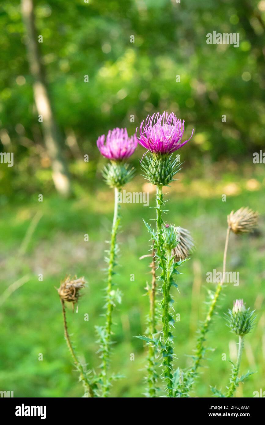 Asteraceae Cirsium arvense or Canada thistle, closeup of young blossom with selective focus. AKA creeping thistle and lettuce from hell Stock Photo