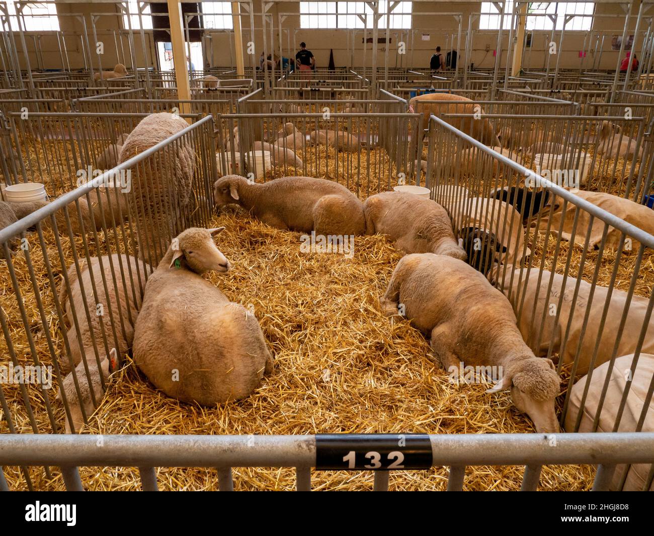 FALCON HEIGHTS, MN - 22 AUG 2019: Sheep rest calmly on straw in many pens in large barn. Stock Photo
