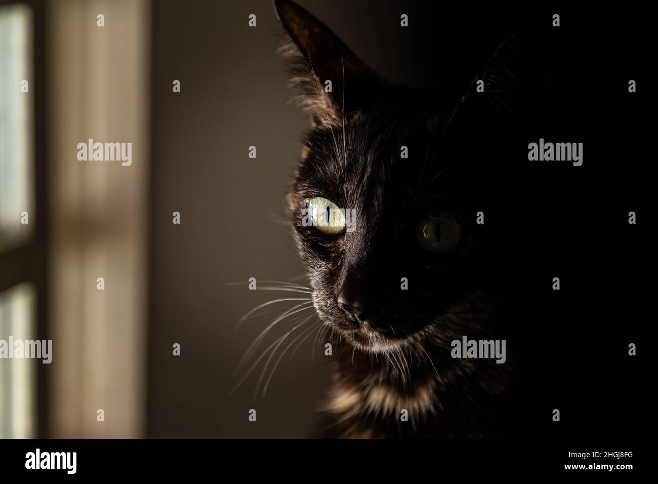 Goiânia, Goias, Brazil – January 21, 2022: A Carey the cat sitting by a window, half of her face lit up and half of her face dark. Stock Photo
