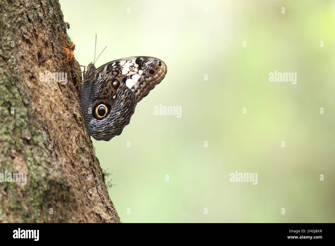 Mimicry in the Butterfly, in addition to its exuberance and beauty, the group is of great economic importance, they are fundamental pollinating agents. Stock Photo
