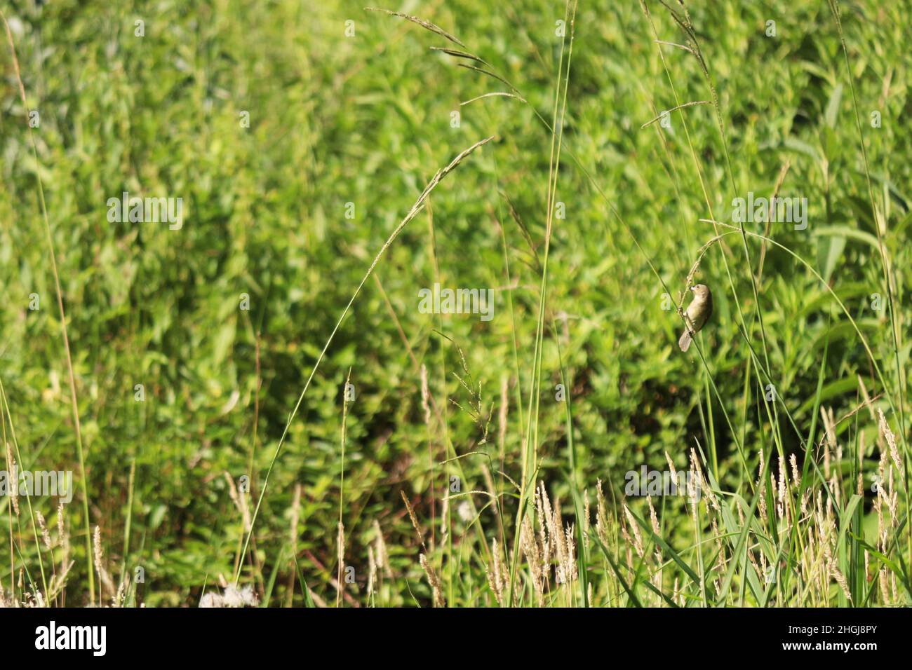 The sway of the little bird that landed on a thin stalk of grass. Balance, mastery and knowledge. Stock Photo