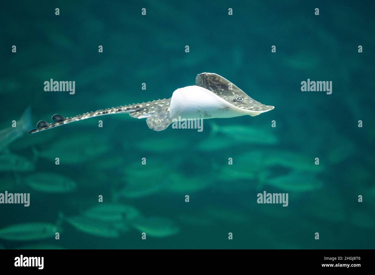 Nagelrochen, Nagel-Rochen, Stachel-Rochen, Stachelrochen, Rochen, Raja clavata, Roker, Thornback ray, thornback skate, Raie bouclée Stock Photo