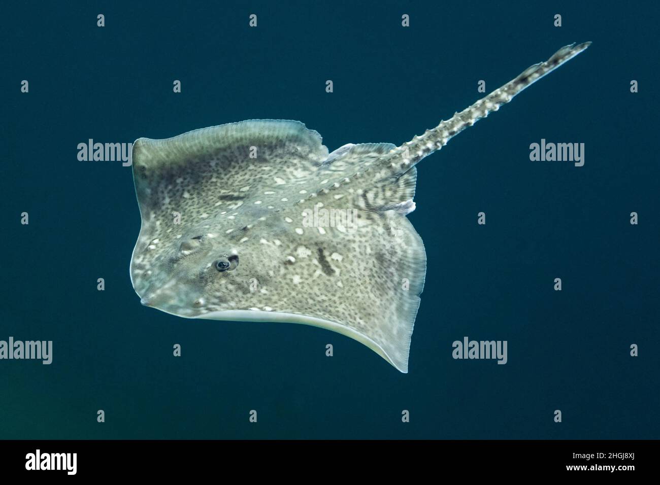 Nagelrochen, Nagel-Rochen, Stachel-Rochen, Stachelrochen, Rochen, Raja clavata, Roker, Thornback ray, thornback skate, Raie bouclée Stock Photo