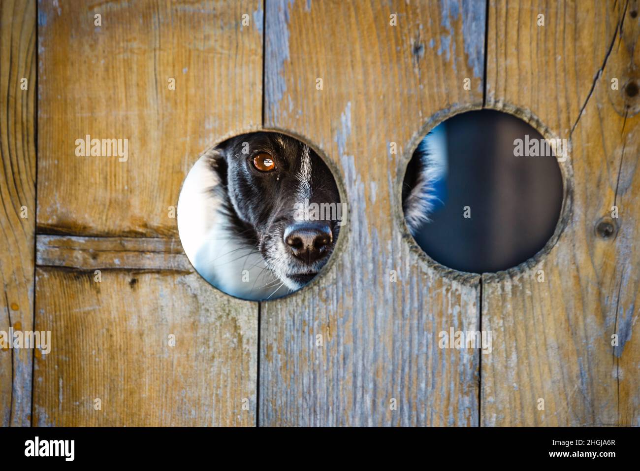 dog looking through a hole in the fence Stock Photo Alamy