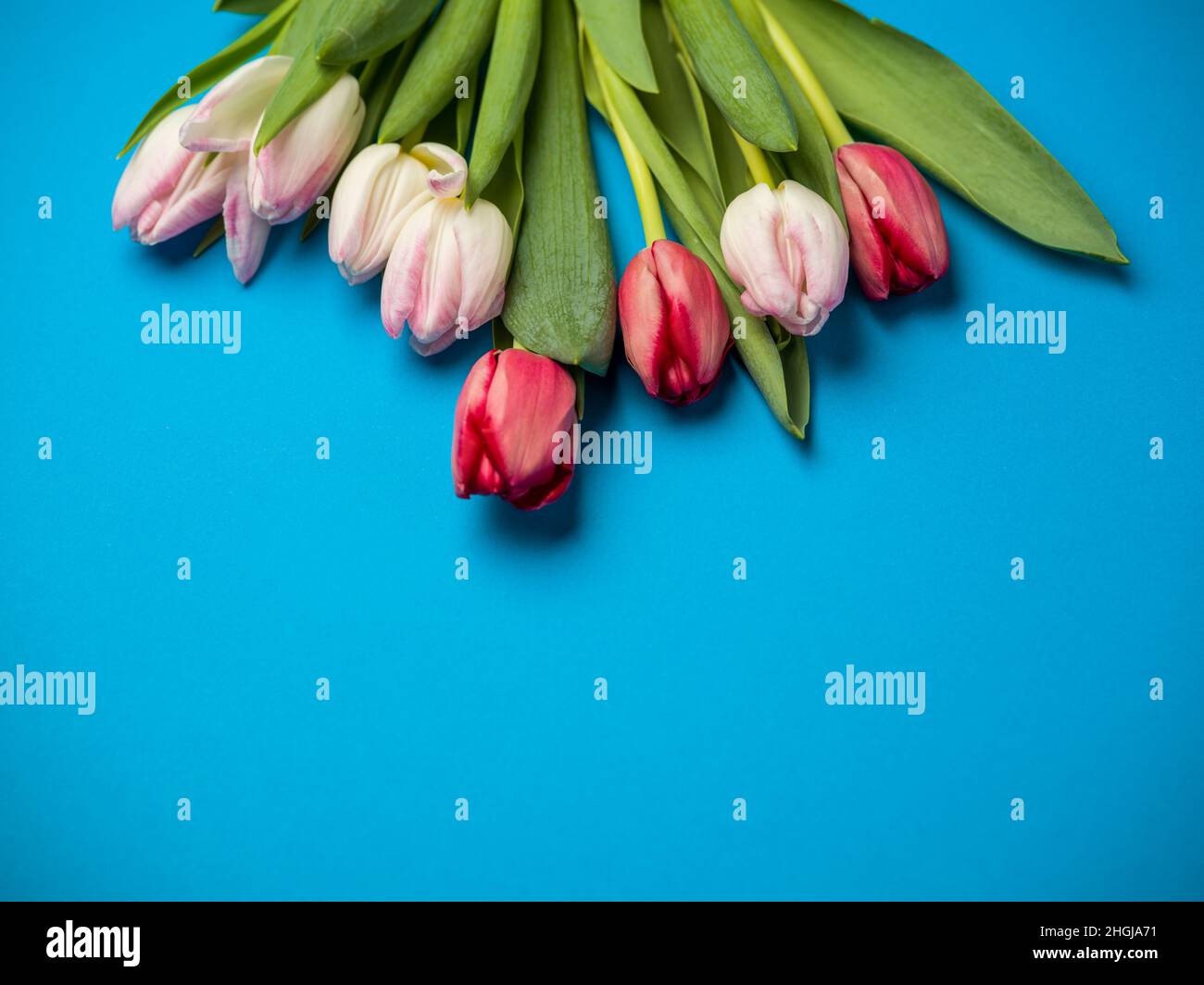 Tulips over blue background Stock Photo