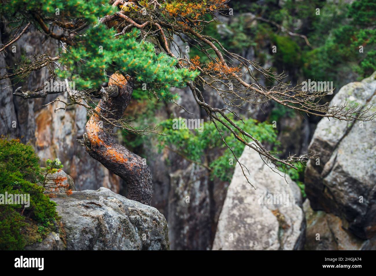Lonely pine tree growing on the rocks Stock Photo - Alamy