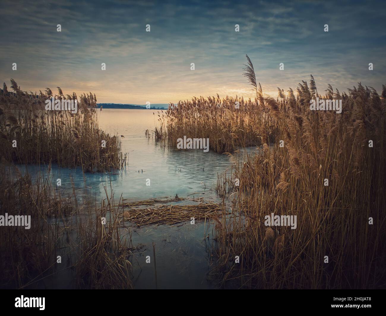 Dry reed in the frozen lake over sunset sky background. Winter landscape near pond, silent evening scene Stock Photo
