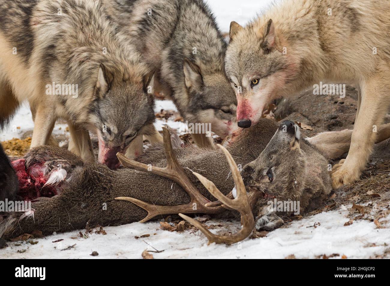 Blood Covered Grey Wolves (Canis lupus) Gather Around Body of White-Tail  Deer Winter - captive animals Stock Photo - Alamy, image size:1300x955