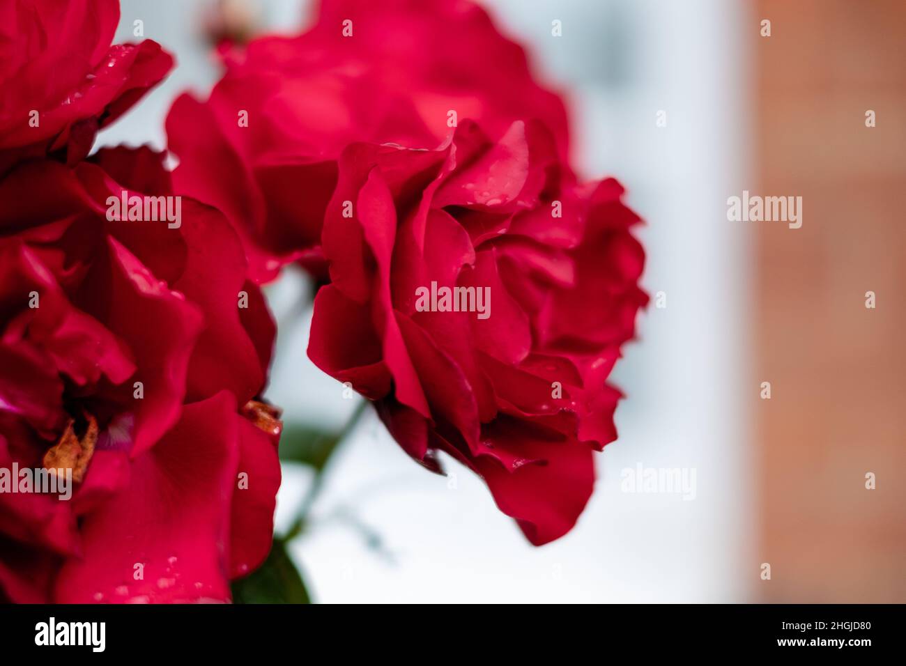 Red Roses blooming in a English garden Stock Photo - Alamy