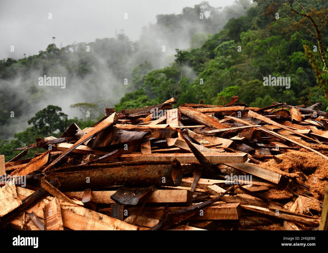 A logging site in the rainforest. Mature hardwood trees have been felled. Colombia, South America Stock Photo