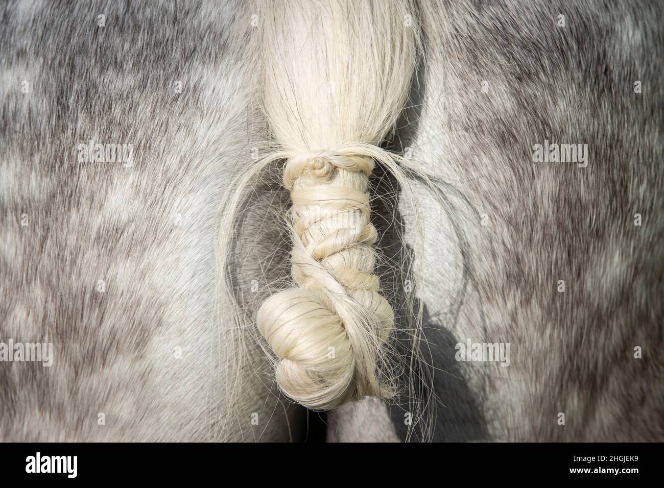 Detail of the tail knot of a spanish horse in traditional doma vaquera