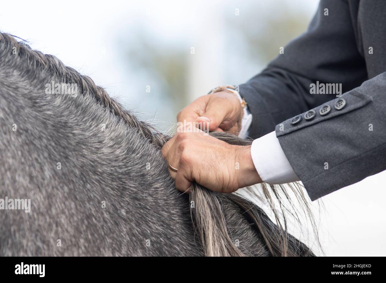 Detail of the hands of a groom making a equine running braid Stock Photo