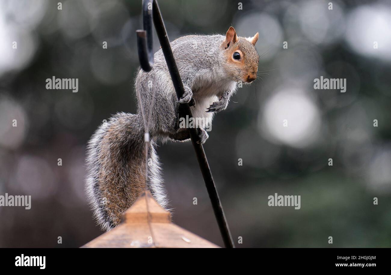 A garden squirrel climba a pole to get to a bird feeder Stock Photo Alamy