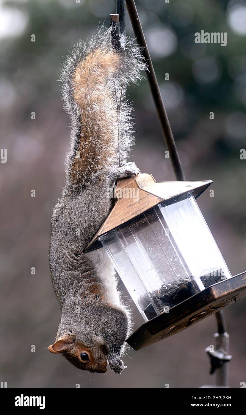 A Squirrel dangles upside down on a bird feeder Stock Photo