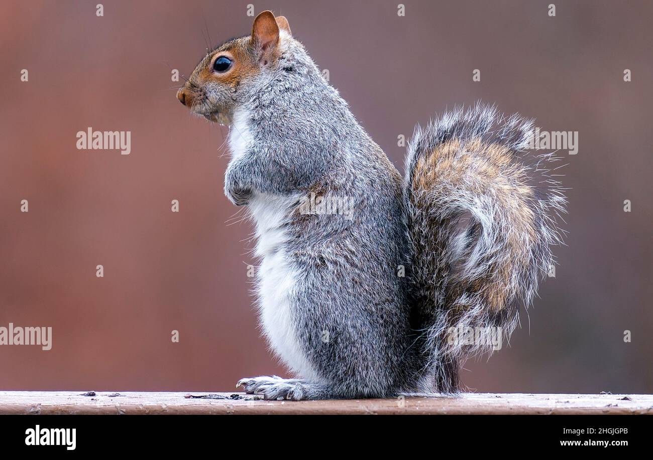 A Squirrel strikes a pose by a smaill rock in the backyard Stock Photo