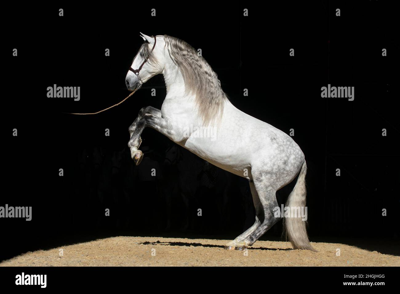 Spanish Andalusian Long Mane Grey