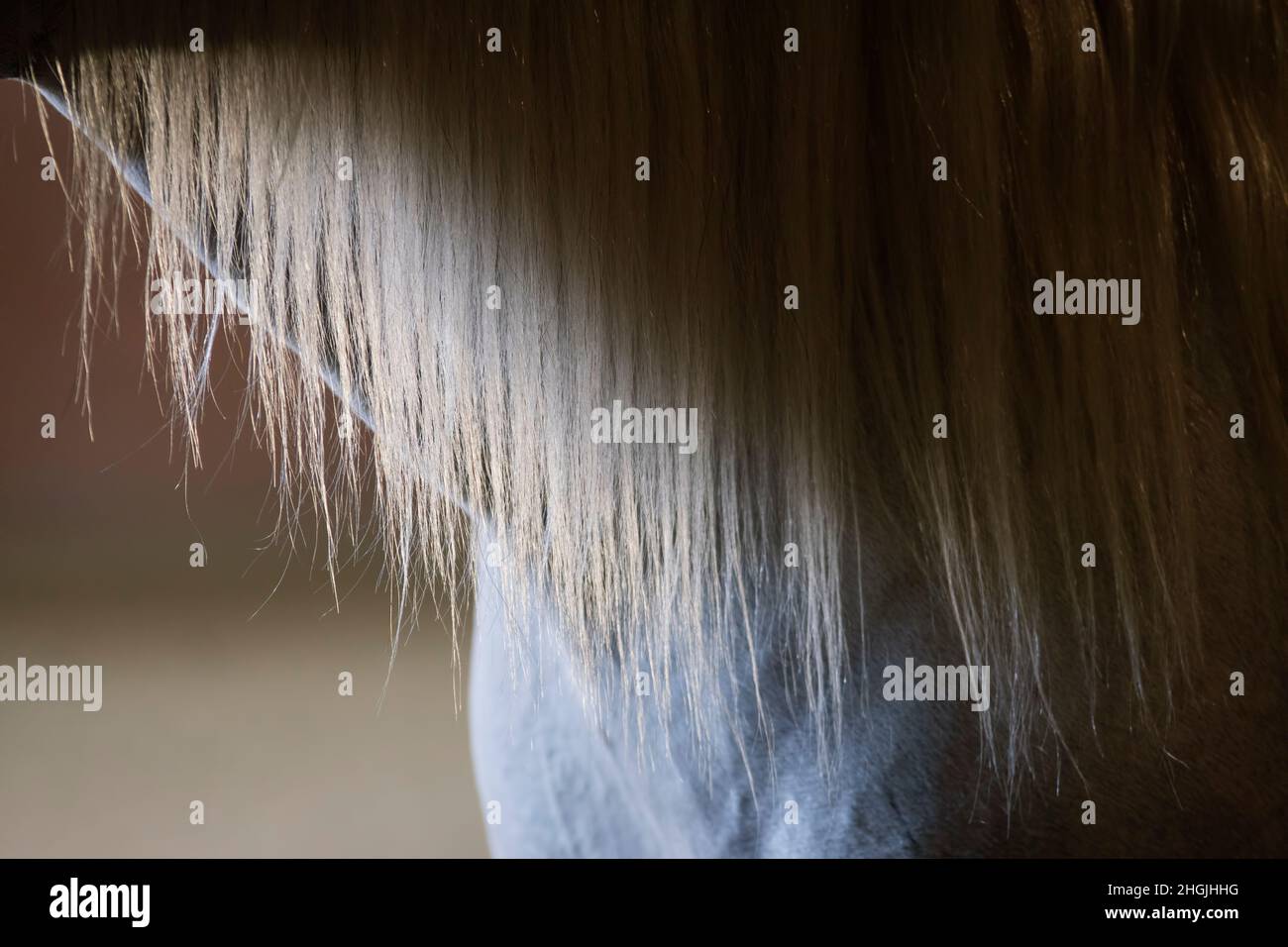close-up-of-the-mane-of-a-grey-spanish-stallion-stock-photo-alamy