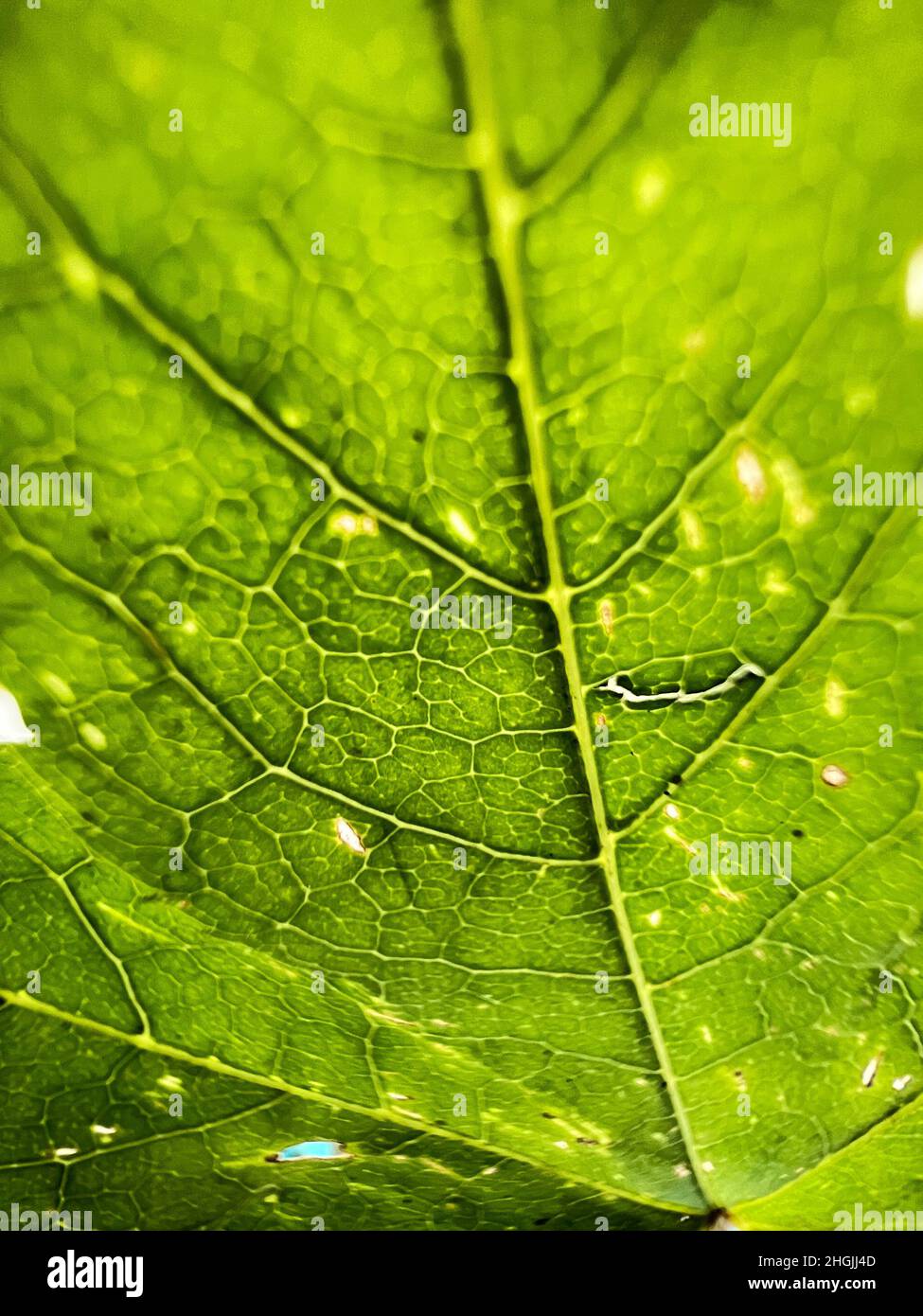 Leaf plant texture hi-res stock photography and images - Alamy