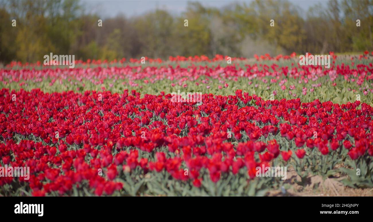 Blooming Red Tulips on Flowers Plantation Farm Stock Photo - Alamy