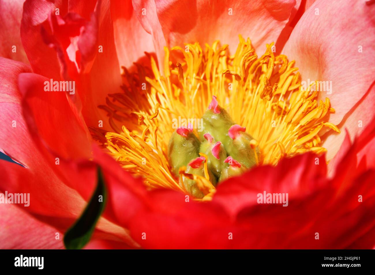 Close-up of a peony in bloom. Stock Photo