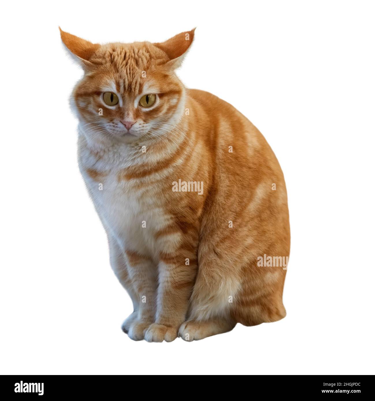 Frustrated or discouraged ginger cat sits with his ears apart Stock Photo