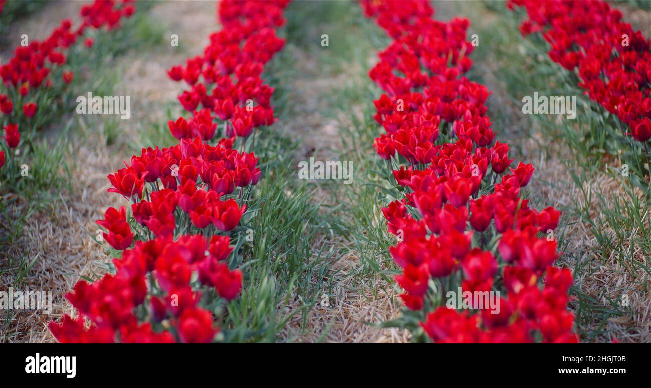 Blooming Red Tulips on Flowers Plantation Farm Stock Photo - Alamy