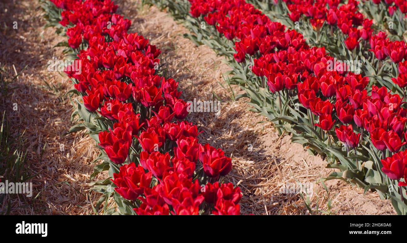 Blooming Red Tulips on Flowers Plantation Farm Stock Photo - Alamy