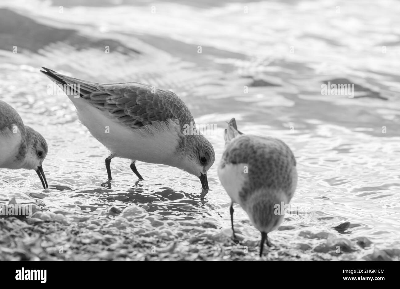 Foraging Sanderling (Calidris alpina) Stock Photo
