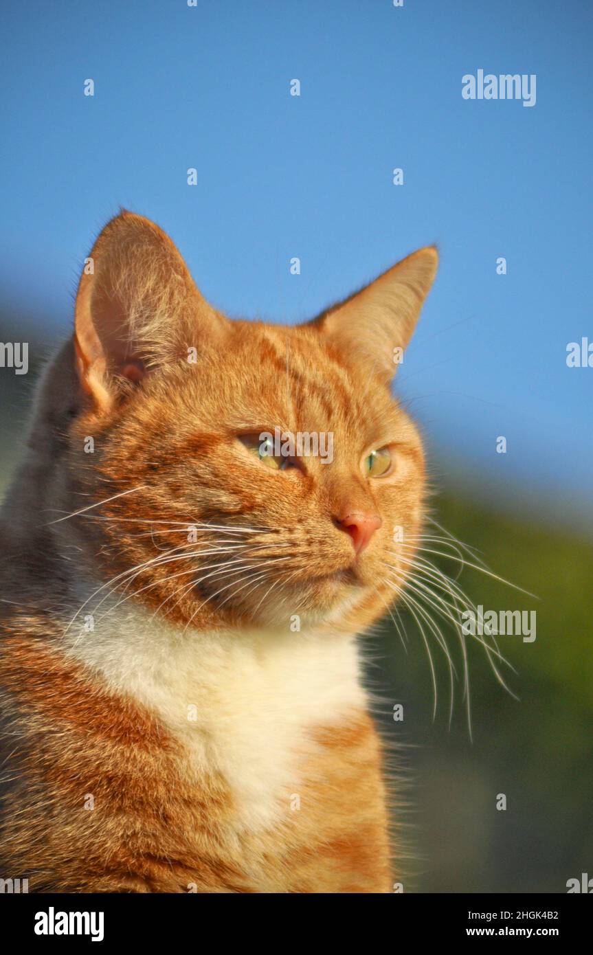 A pretty young ginger cat with white bib markings sitting outside on a