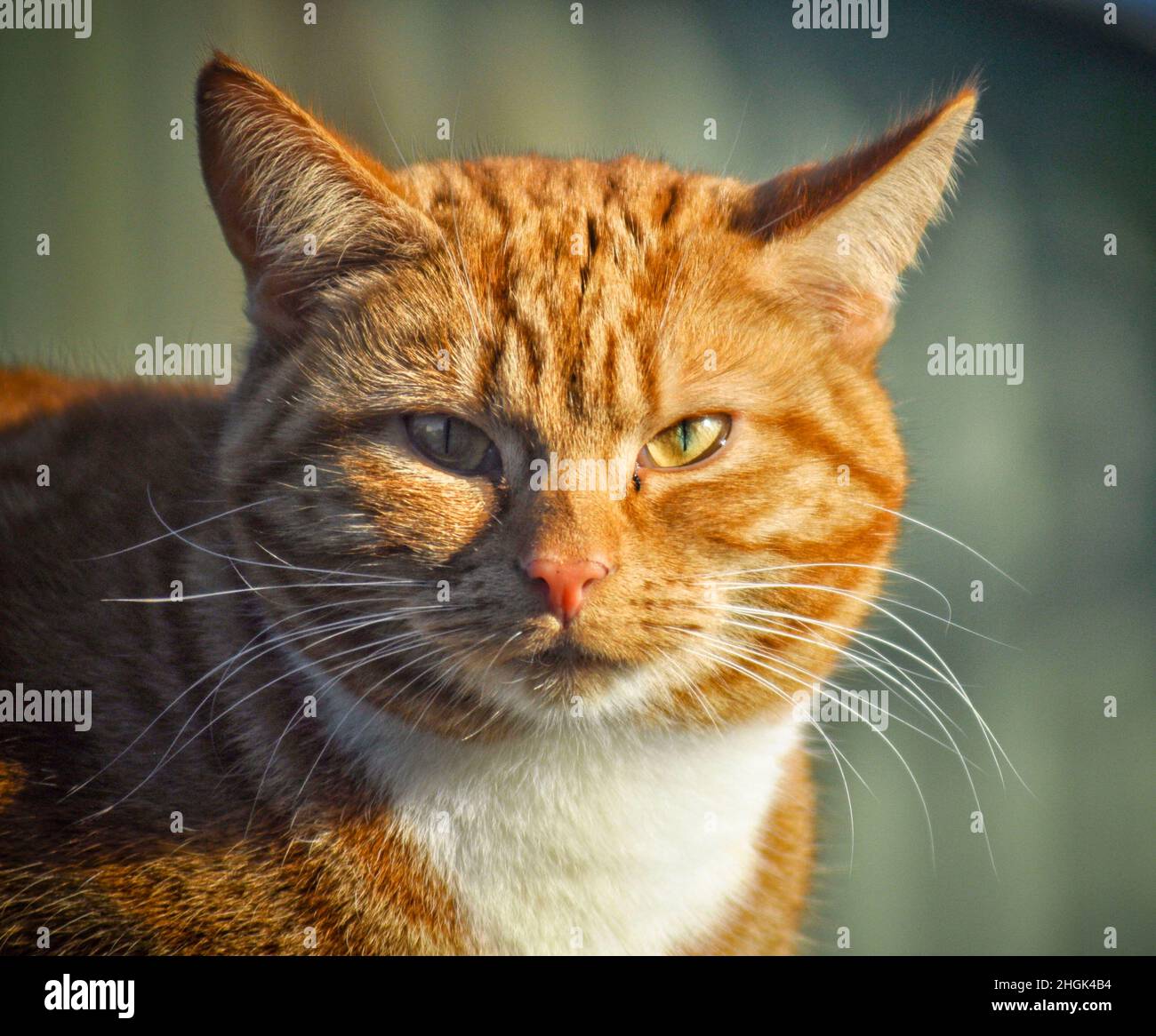 A pretty young ginger cat with white bib markings sitting outside on a