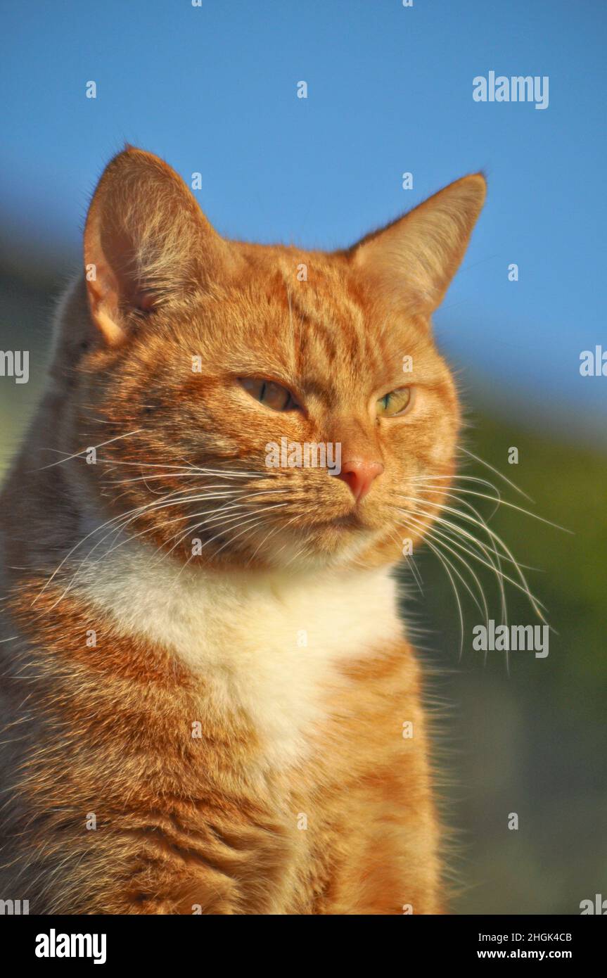 A pretty young ginger cat with white bib markings sitting outside on a bright day Stock Photo