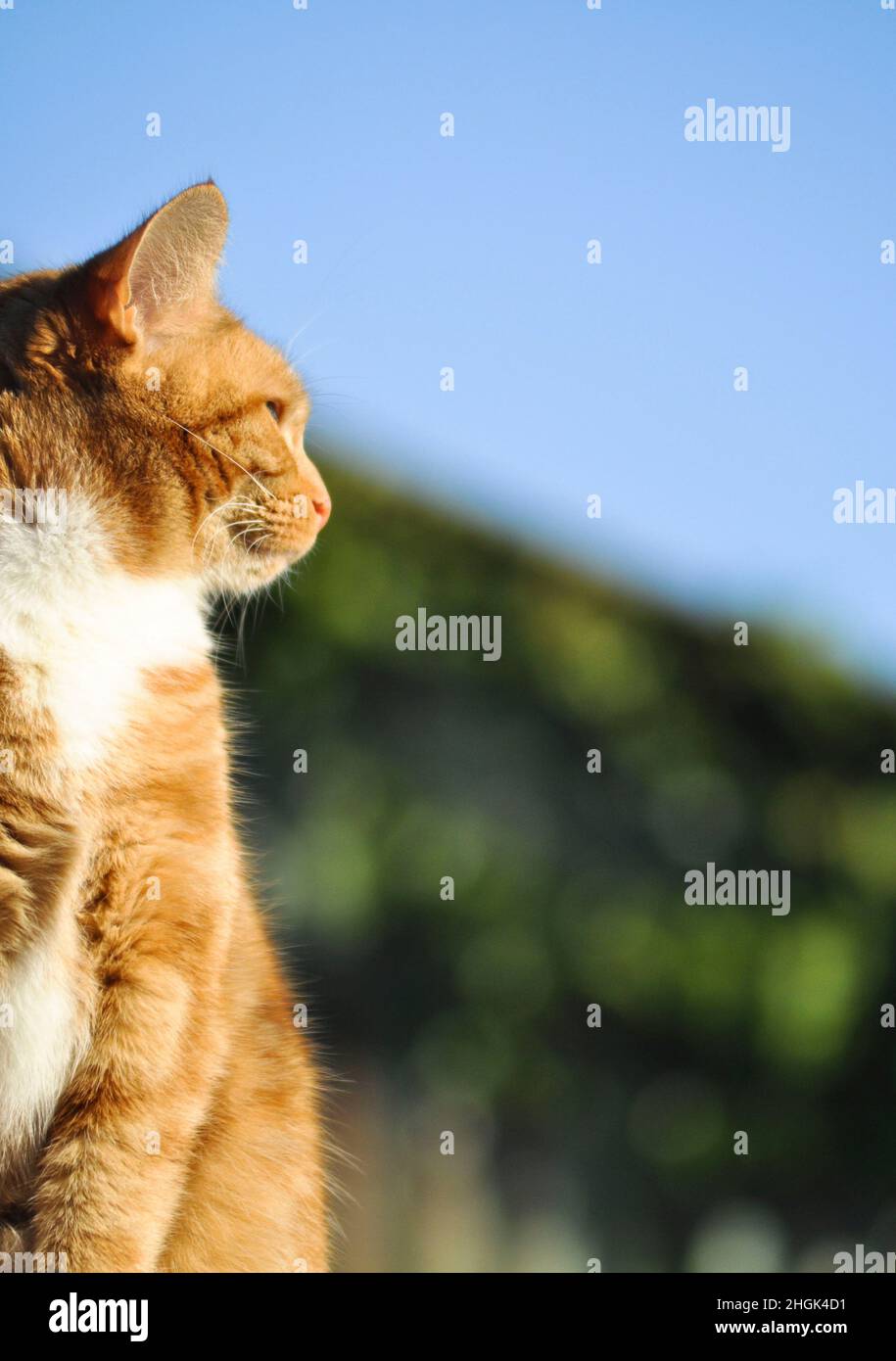 A pretty young ginger cat with white bib markings sitting outside on a