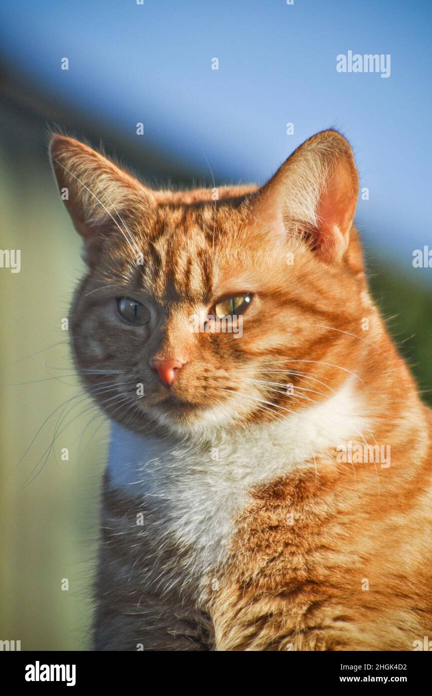 A pretty young ginger cat with white bib markings sitting outside on a bright day with a corrugated sheet metal building behind Stock Photo