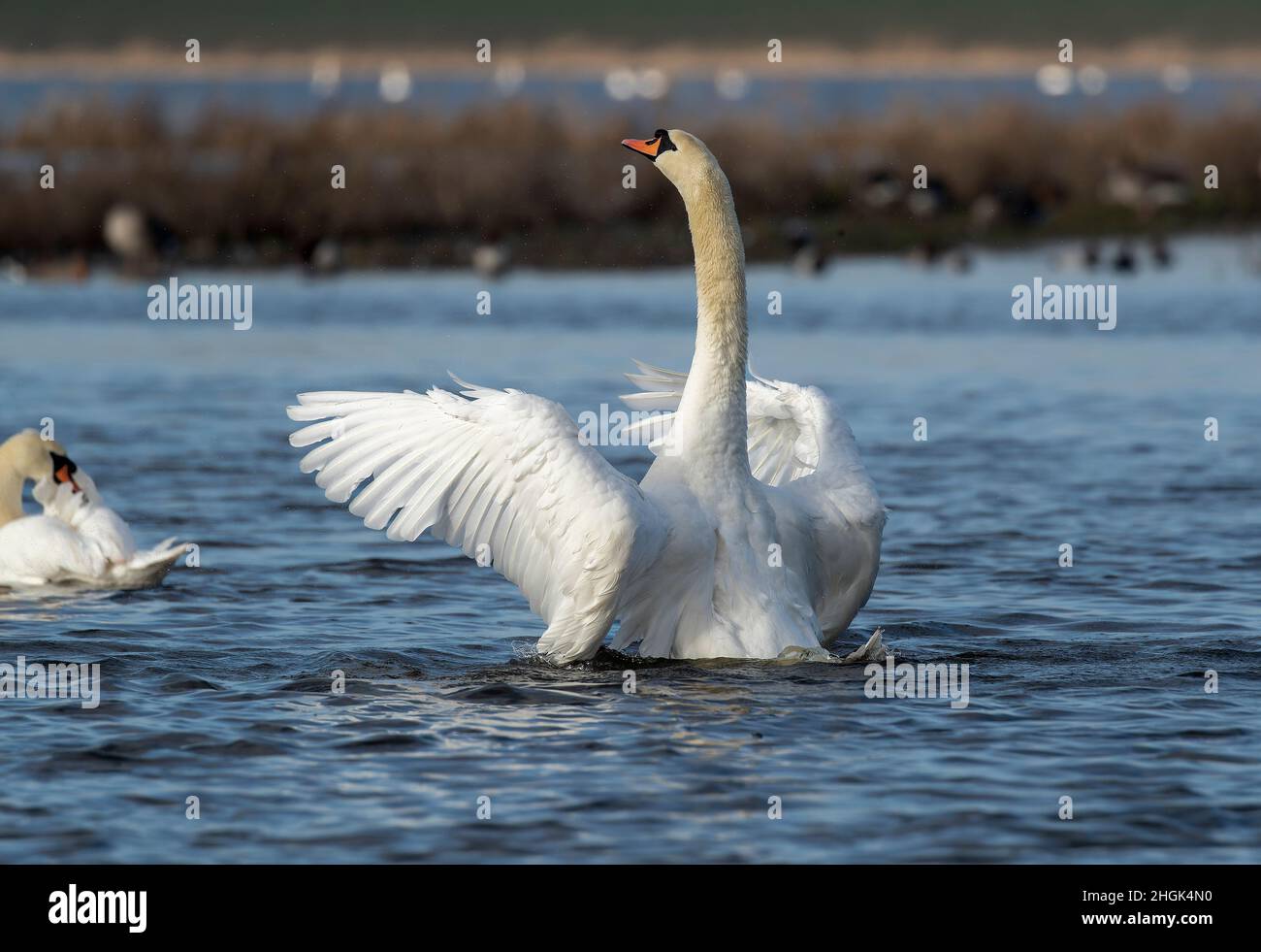 Mute swan with wings outstretched Stock Photo