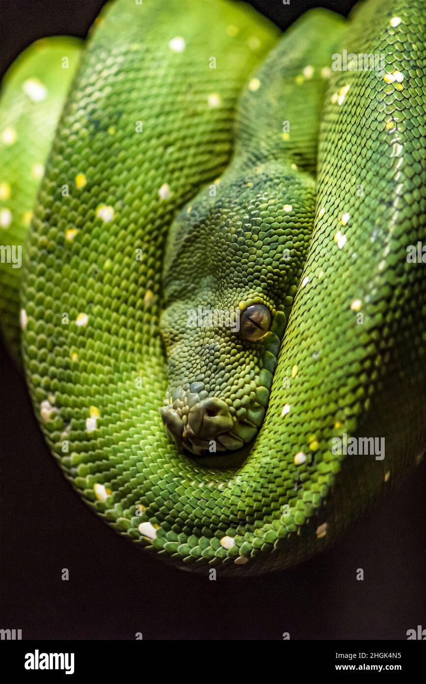 Green python on a branch ,python eye close up Stock Photo - Alamy