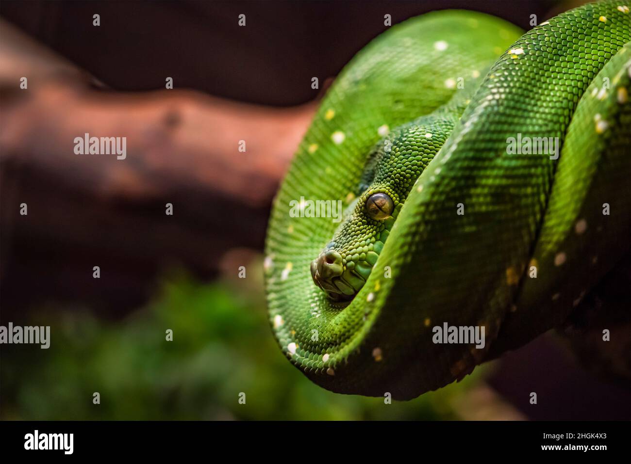 Green python on a branch close-up,python eye close up Stock Photo - Alamy