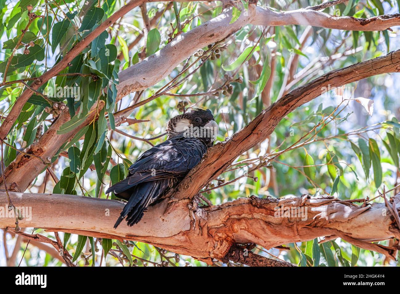 Close up Baudin's Black Cockatoo or Black Long-billed Cockatoo, Calyptorhynchus baudinii, on a thick brown scaly branch of an Eucalyptus tree in natur Stock Photo