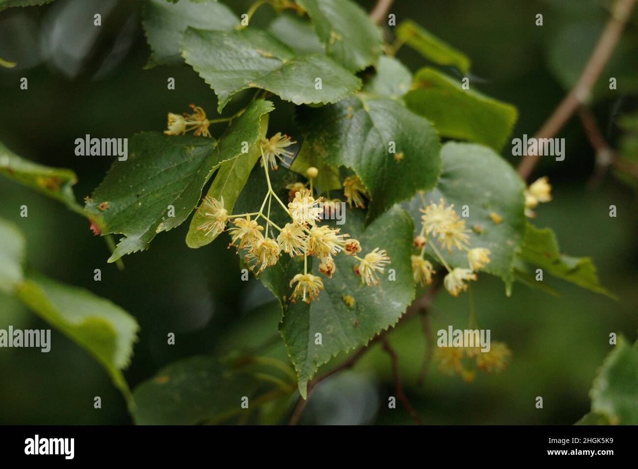 Lime Tree blossom Stock Photo